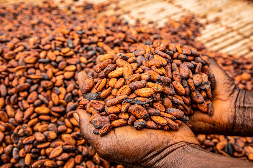 cocoa in palms