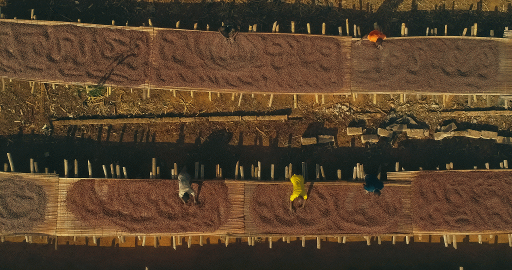 cocoa drying